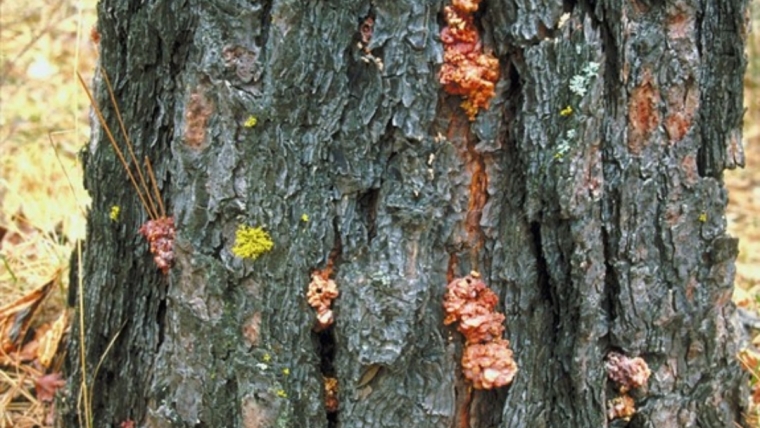 Red turpentine beetle pitch tubes on pine bark