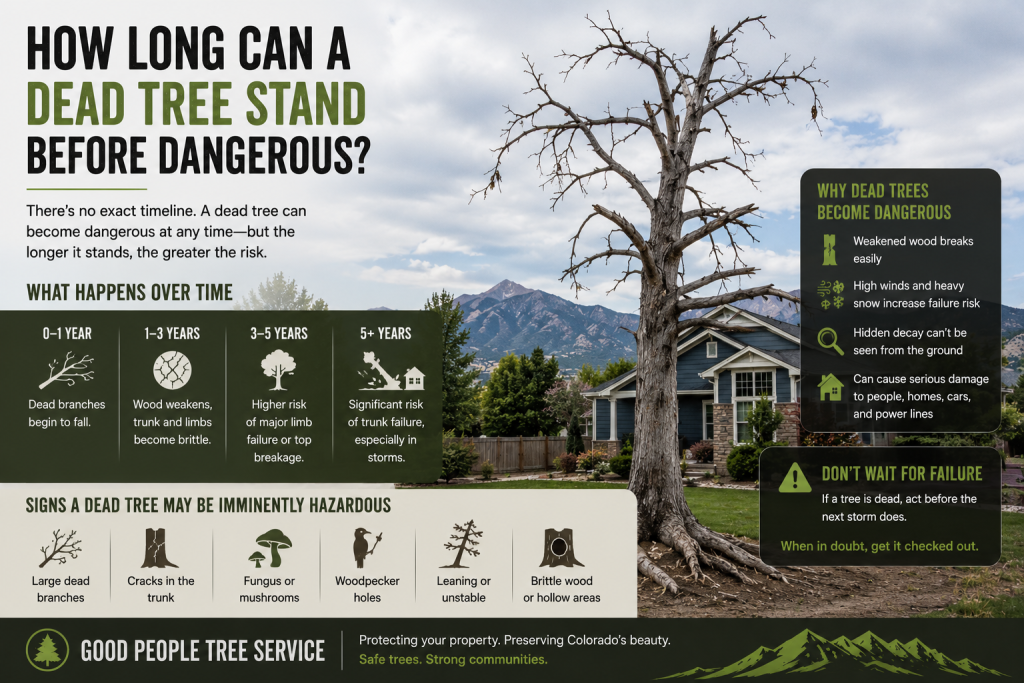 Dead tree standing near a Colorado home with brittle branches, trunk decay, storm failure risk, and signs of becoming hazardous
